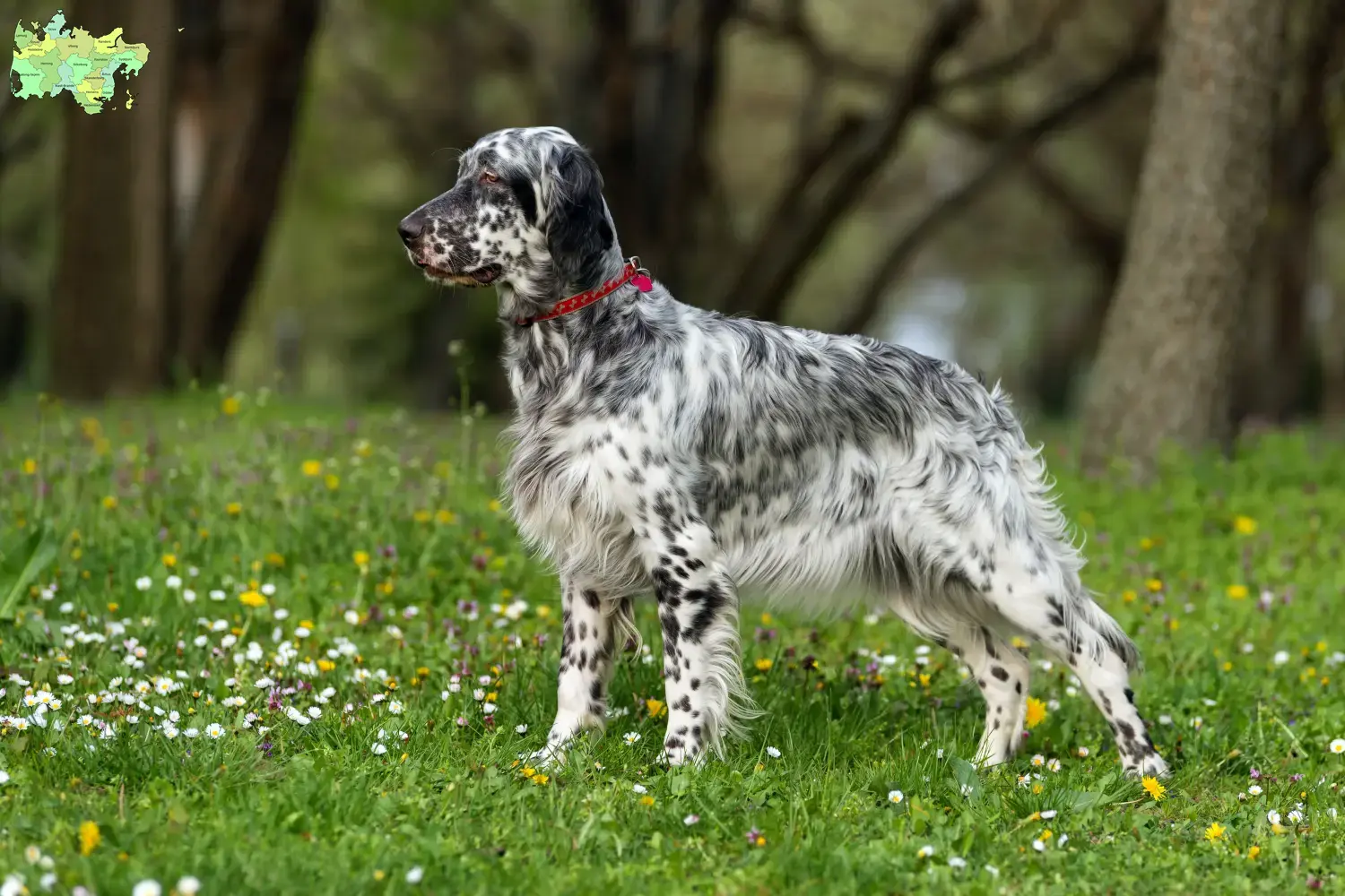 English Setter puppies and breeder Midtjylland Find English Setter breeders in Midtjylland.