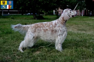 Read more about the article English Setter breeders and puppies in Moravia-Silesia
