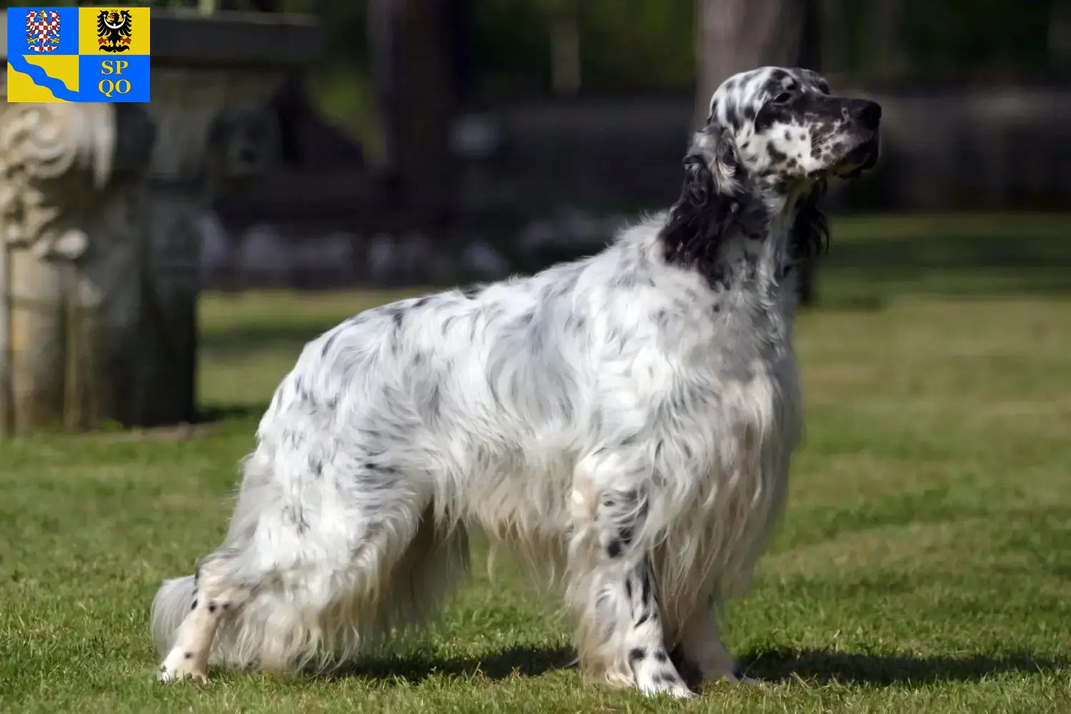 Read more about the article English Setter breeders and puppies in Olomouc