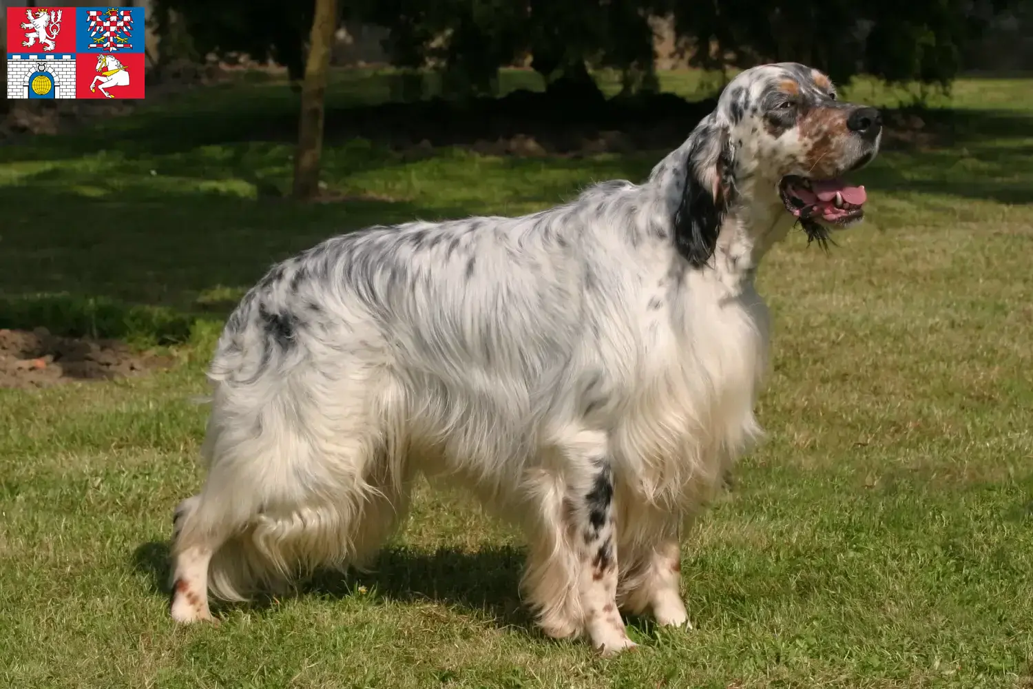 Read more about the article English Setter breeders and puppies in Pardubice