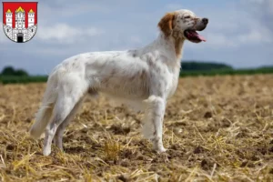 Read more about the article English Setter breeders and puppies in Salzburg