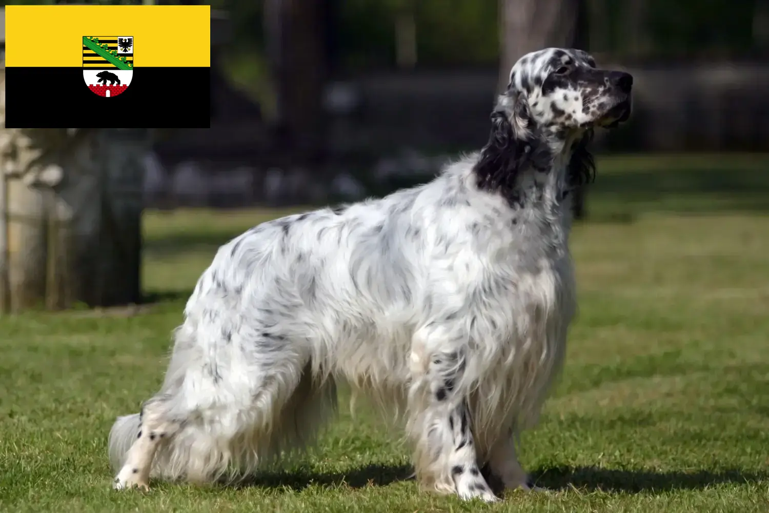 English Setter puppies and breeders Saxony-Anhalt Here you can find English Setter breeders in Saxony-Anhalt.