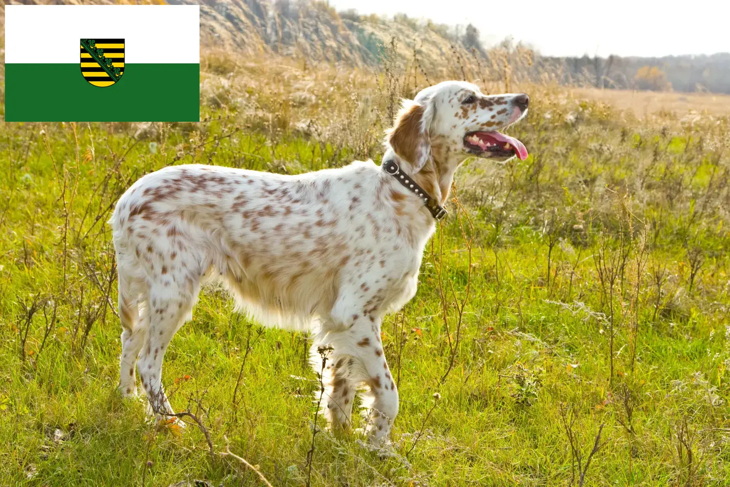 English Setter puppies and breeders Saxony Here you will find English Setter breeders in Saxony.