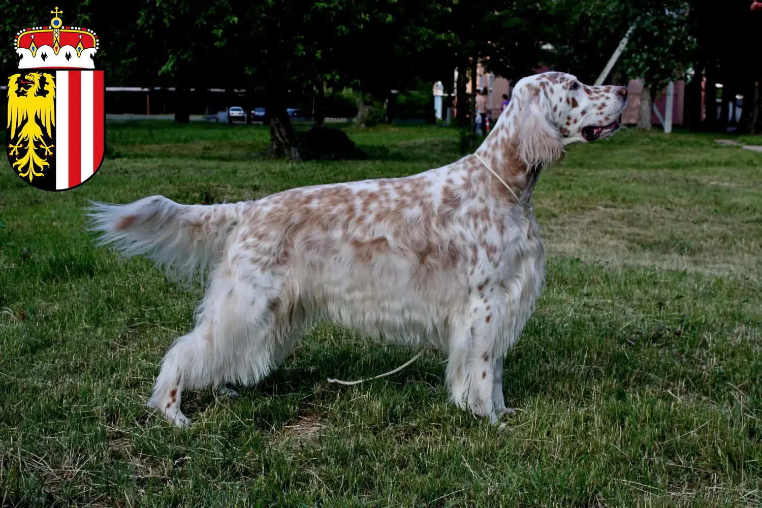 English Setter puppies and breeders Upper Austria Here you can find English Setter breeders in Upper Austria.