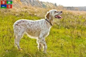 Read more about the article English Setter breeders and puppies in Ústí