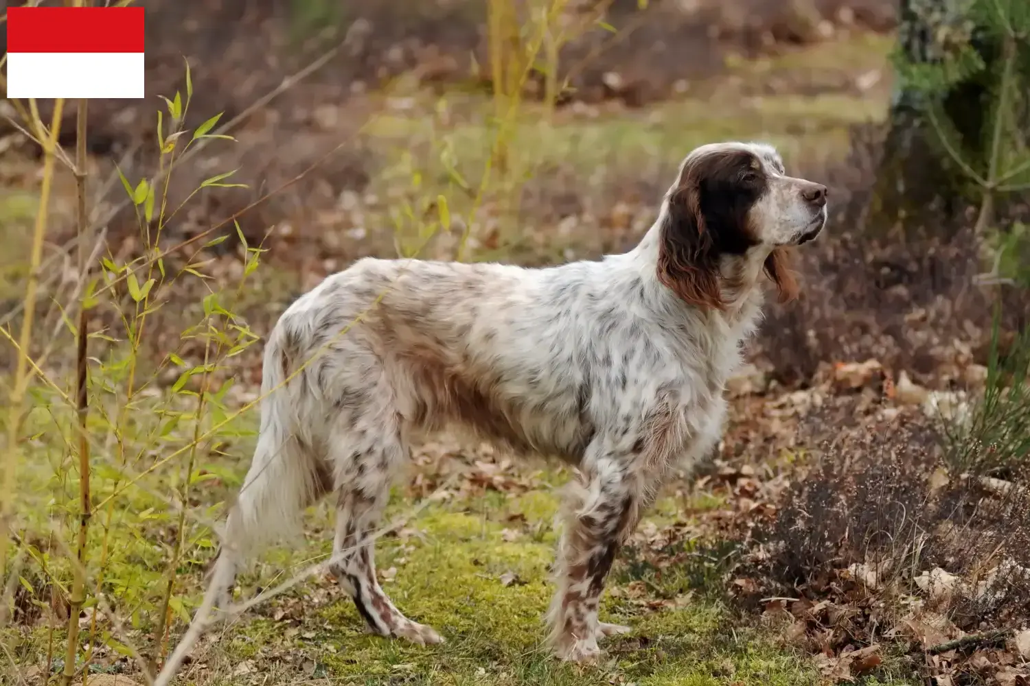 Read more about the article English Setter breeders and puppies in Vienna
