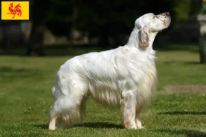 Read more about the article English Setter breeders and puppies in Walloon Region