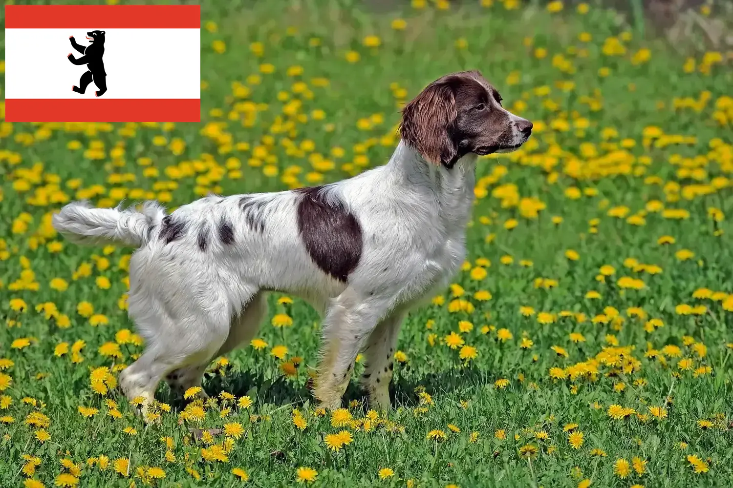 English Springer Spaniel puppies and breeders Berlin Find English Springer Spaniels breeders in Berlin here.