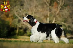 Read more about the article English Springer Spaniel breeders and puppies in Carinthia