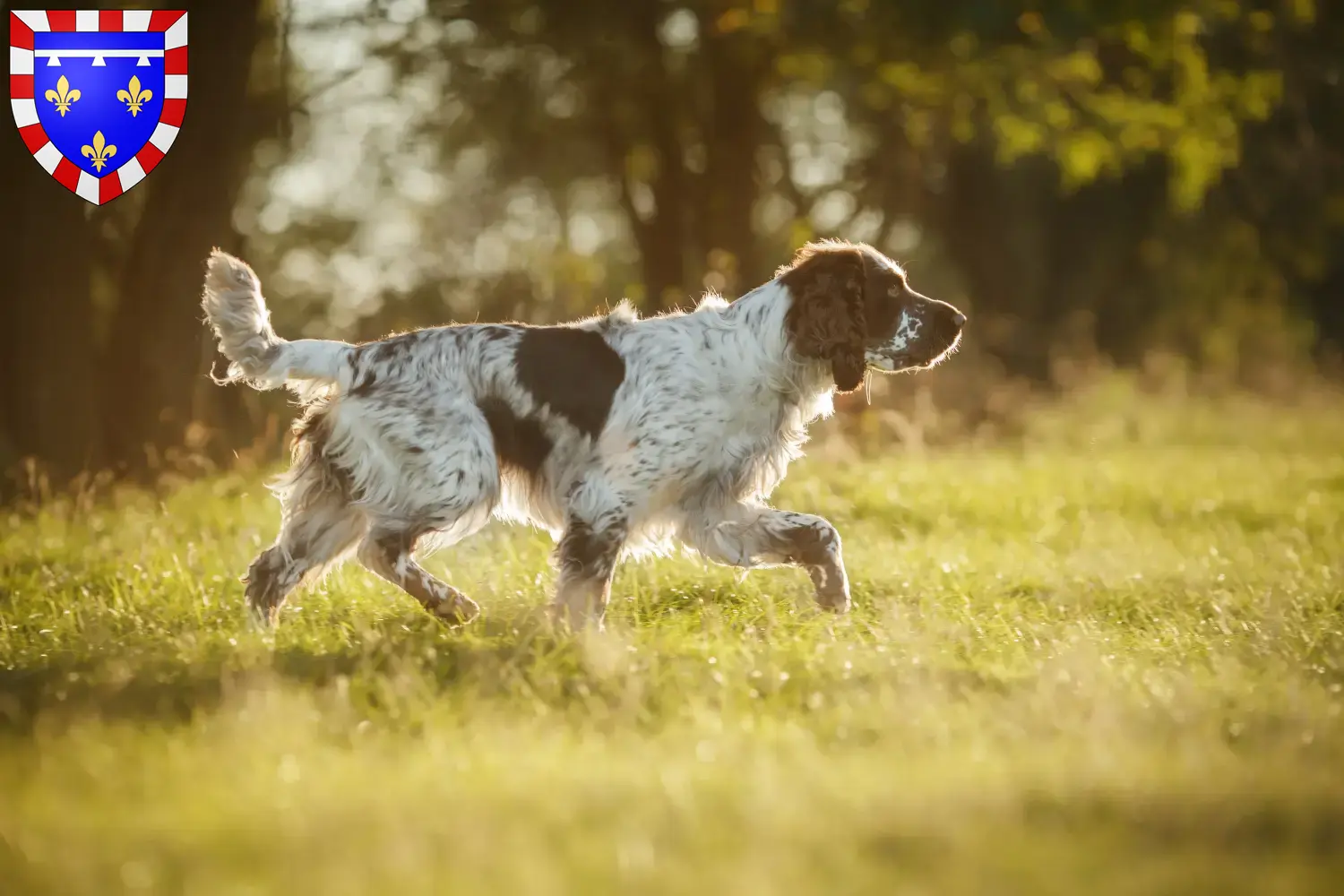English Springer Spaniel puppies and breeders Centre-Val de Loire Find here English Springer Spaniels breeders in Centre-Val de Loire.
