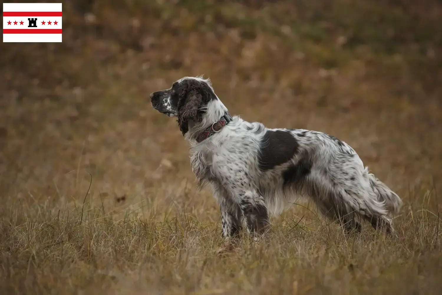 English Springer Spaniel puppies and breeders Drenthe Find English Springer Spaniels breeders in Drenthe.