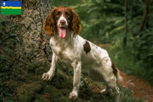 Read more about the article English Springer Spaniel breeders and puppies in Flevoland
