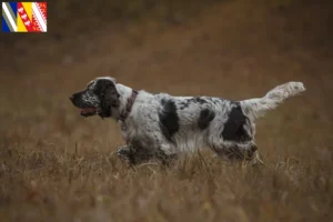 Read more about the article English Springer Spaniel breeders and puppies in Grand Est