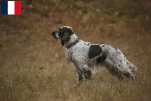 Read more about the article English Springer Spaniel breeders and puppies in Guadeloupe