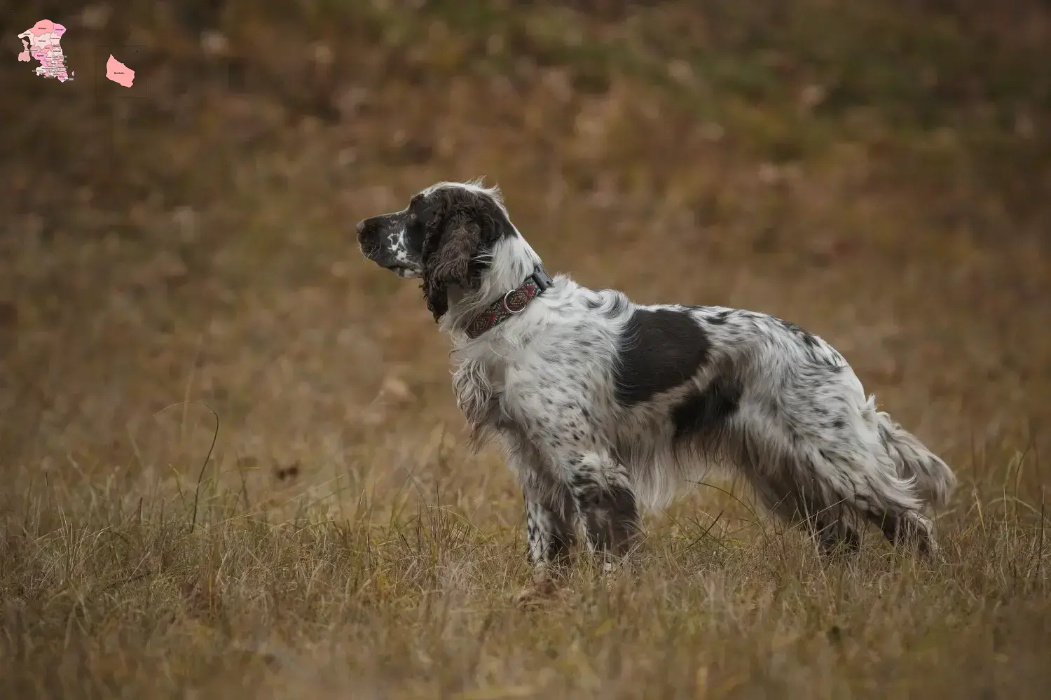 English Springer Spaniel puppies and breeder Hovedstaden Find English Springer Spaniels breeders in Hovedstaden here.