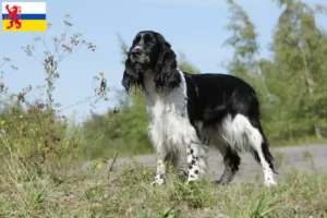 Read more about the article English Springer Spaniel breeder and puppies in Limburg