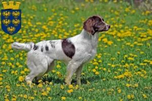 Read more about the article English Springer Spaniel breeders and puppies in Lower Austria