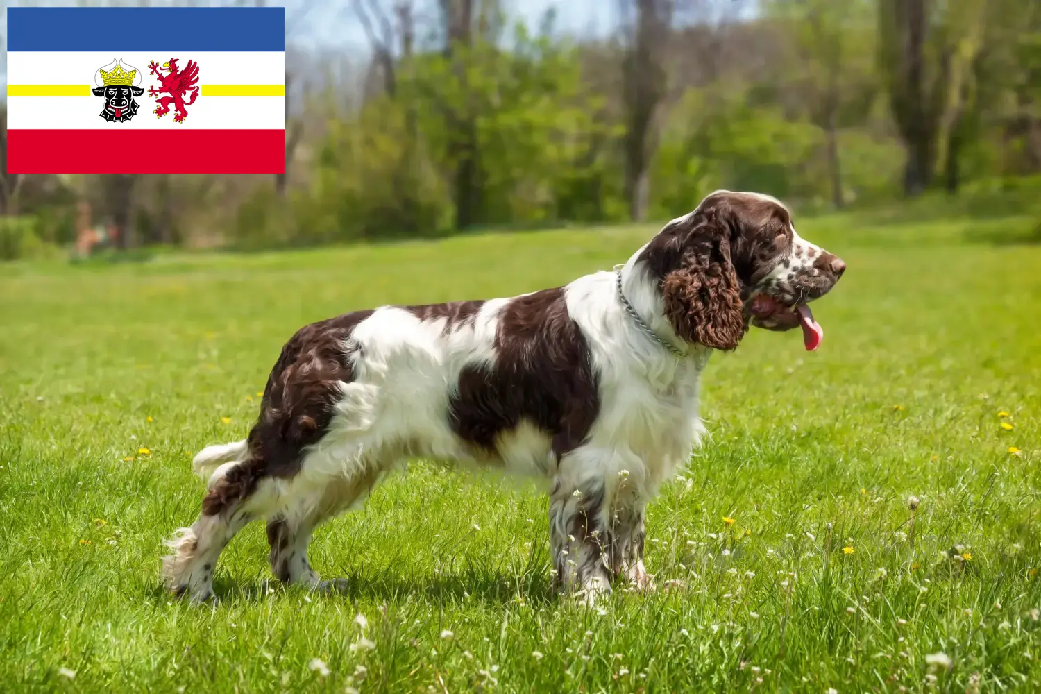 English Springer Spaniel puppies and breeders Mecklenburg-Vorpommern Here you can find English Springer Spaniels breeders in Mecklenburg-Vorpommern.