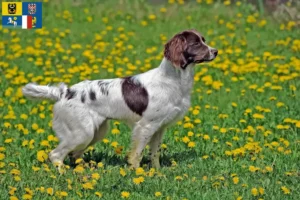 Read more about the article English Springer Spaniel breeders and puppies in Moravia-Silesia