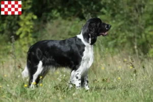 Read more about the article English Springer Spaniel breeders and puppies in North Brabant