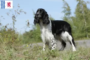 Read more about the article English Springer Spaniel breeders and puppies in Nouvelle-Aquitaine
