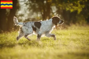 Read more about the article English Springer Spaniel breeders and puppies in Overijssel