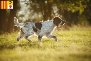 Read more about the article English Springer Spaniel breeders and puppies in Provence-Alpes-Côte d’Azur