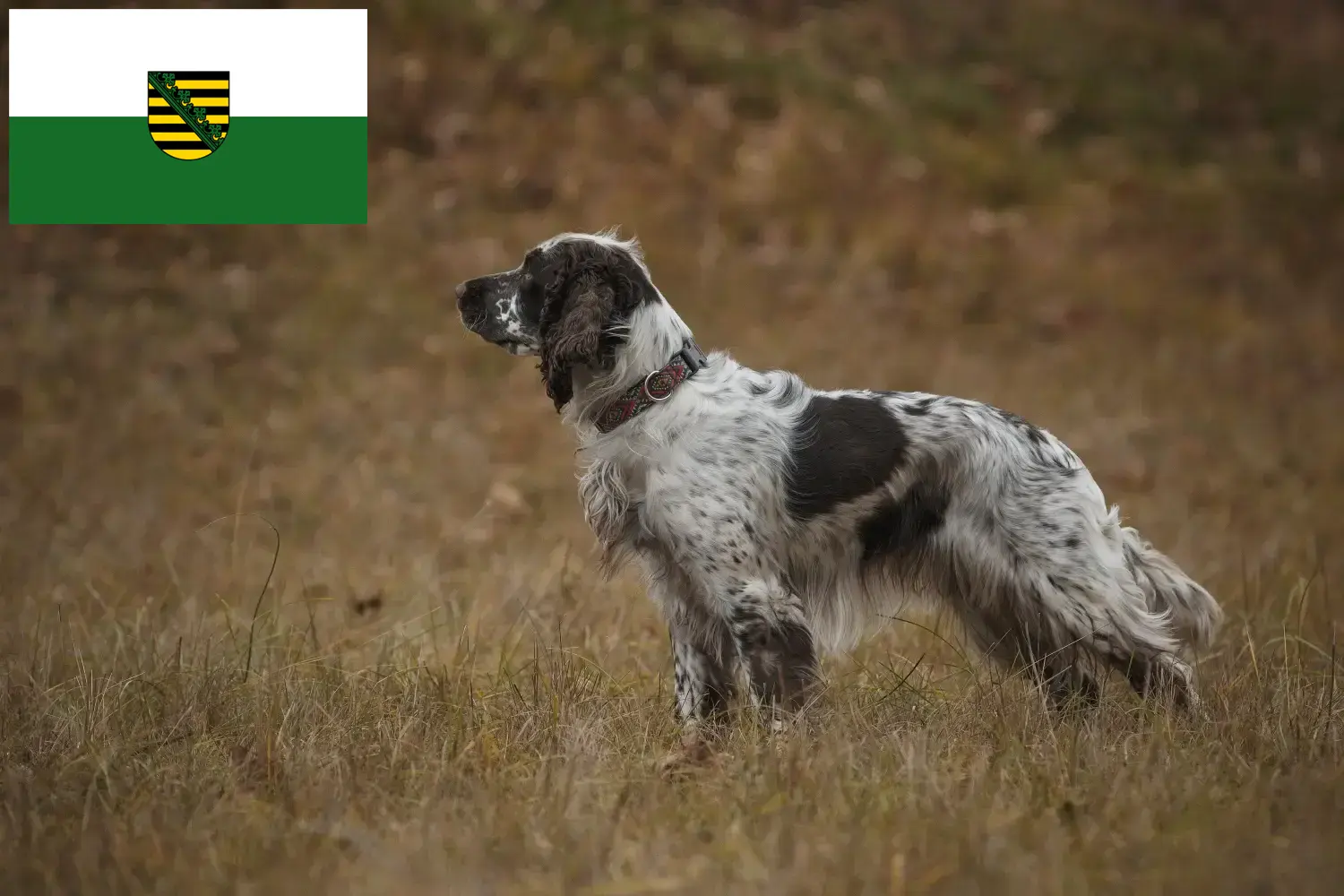 English Springer Spaniel puppies and breeders Saxony Here you can find English Springer Spaniels breeders in Saxony.