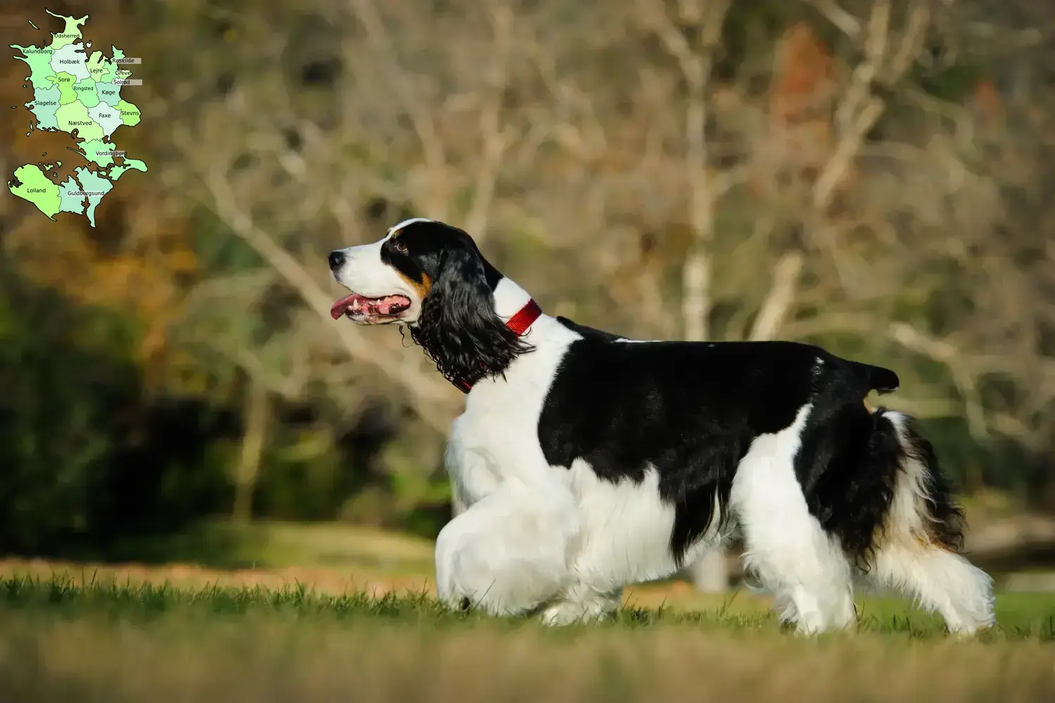 English Springer Spaniel puppies and breeder Sjælland Find English Springer Spaniels breeders in Sjælland.