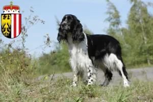 Read more about the article English Springer Spaniel breeders and puppies in Upper Austria