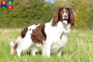 Read more about the article English Springer Spaniel breeders and puppies in Ústí