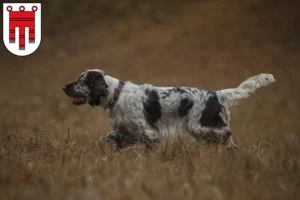 Read more about the article English Springer Spaniel breeders and puppies in Vorarlberg