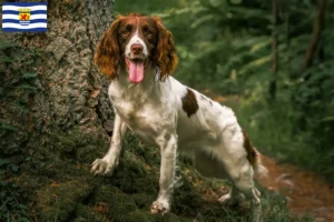 Read more about the article English Springer Spaniel breeders and puppies in Zeeland