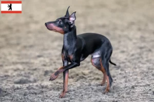 Read more about the article English Toy Terrier breeders and puppies in Berlin