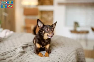 Read more about the article English Toy Terrier breeders and puppies in Bourgogne-Franche-Comté