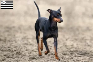 Read more about the article English Toy Terrier breeders and puppies in Brittany