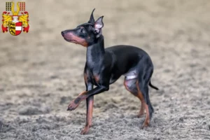 Read more about the article English Toy Terrier breeders and puppies in Carinthia