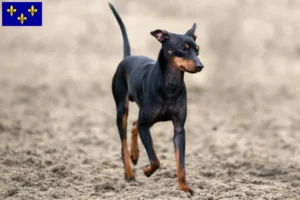 Read more about the article English Toy Terrier breeders and puppies in Île-de-France