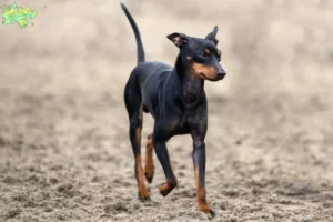 Read more about the article English Toy Terrier breeders and puppies in Midtjylland