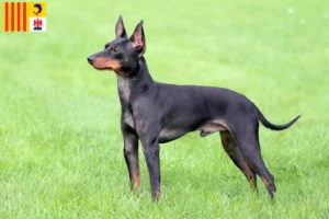 Read more about the article English Toy Terrier breeders and puppies in Provence-Alpes-Côte d’Azur
