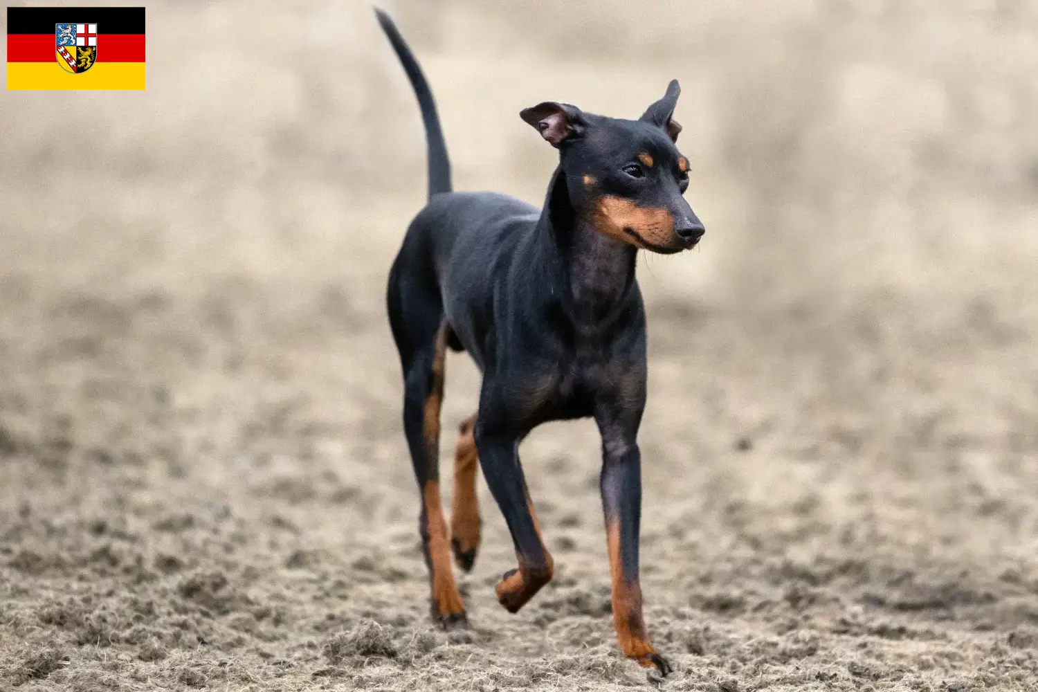 English Toy Terrier puppies and breeders Saarland Here you can find English Toy Terrier breeders im Saarland.