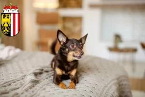 Read more about the article English Toy Terrier breeders and puppies in Upper Austria