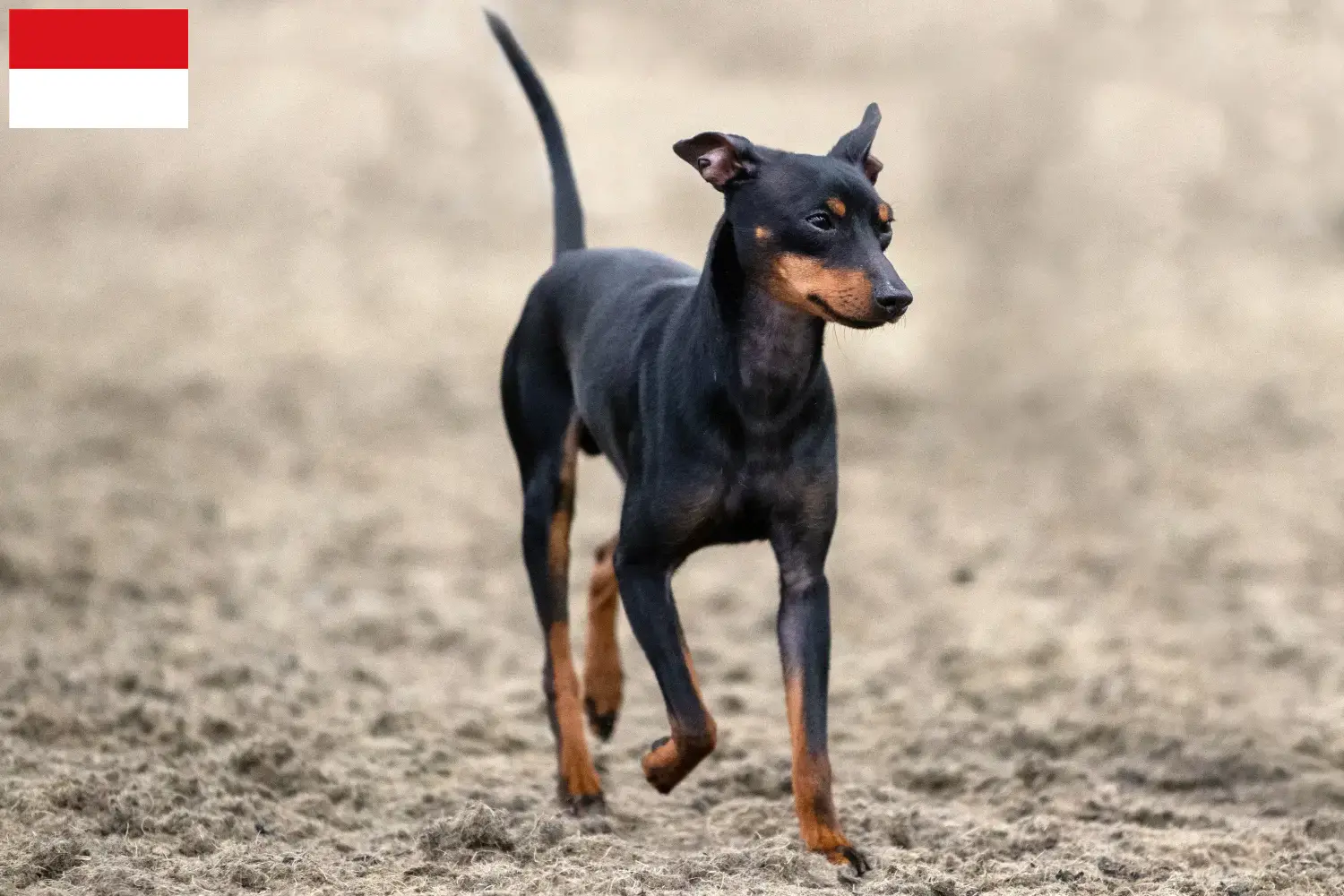 Read more about the article English Toy Terrier breeders and puppies in Vienna