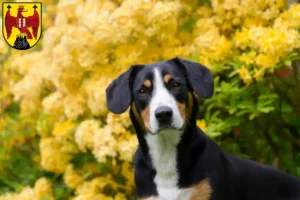 Read more about the article Entlebuch Mountain Dog Breeder and Puppies in Burgenland