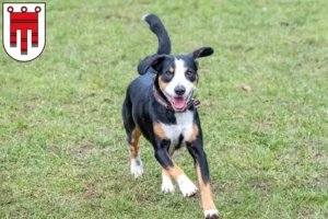 Read more about the article Entlebuch Mountain Dog Breeder and Puppies in Vorarlberg