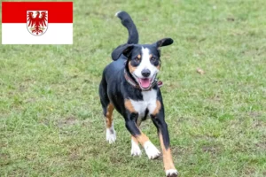 Read more about the article Entlebuch Mountain Dog Breeder and Puppies in Brandenburg