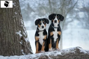 Read more about the article Entlebuch Mountain Dog breeders and puppies in Corsica