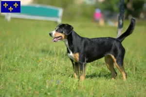 Read more about the article Entlebuch Mountain Dog breeders and puppies in Île-de-France