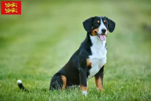 Read more about the article Entlebuch Mountain Dog breeders and puppies in Normandy