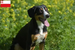 Read more about the article Entlebuch Mountain Dog breeder and puppies in Utrecht